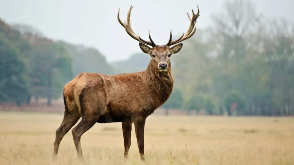  Dachigam National Park