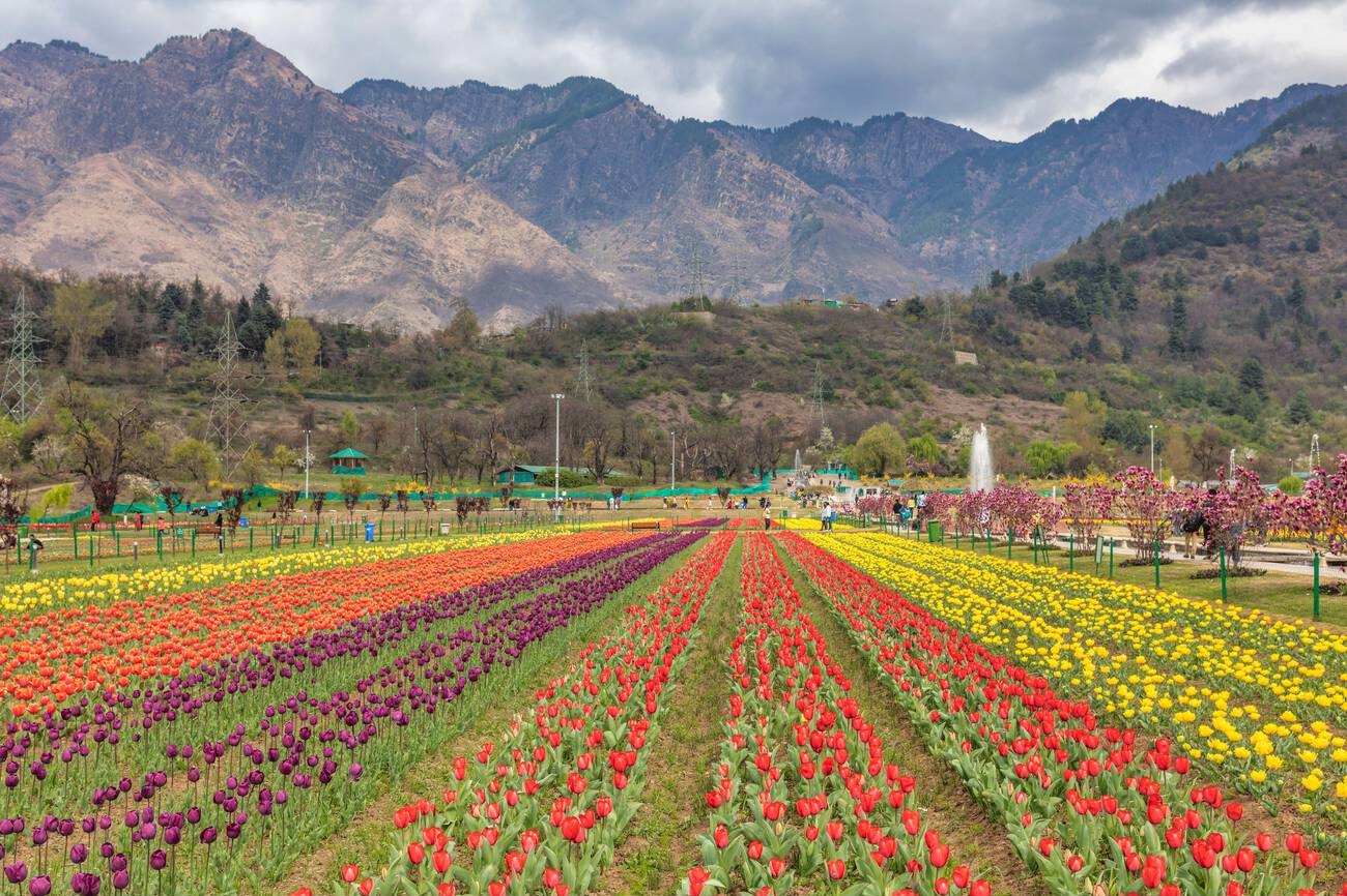  Indira Gandhi Tulip Garden